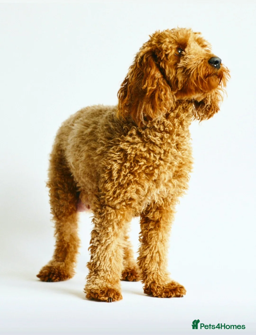 Australian Labradoodle dogs for sale: Australian labradoodles  - Advert 3