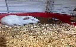 Guinea Pig rodents for sale: Two male guinea pigs - Image 6