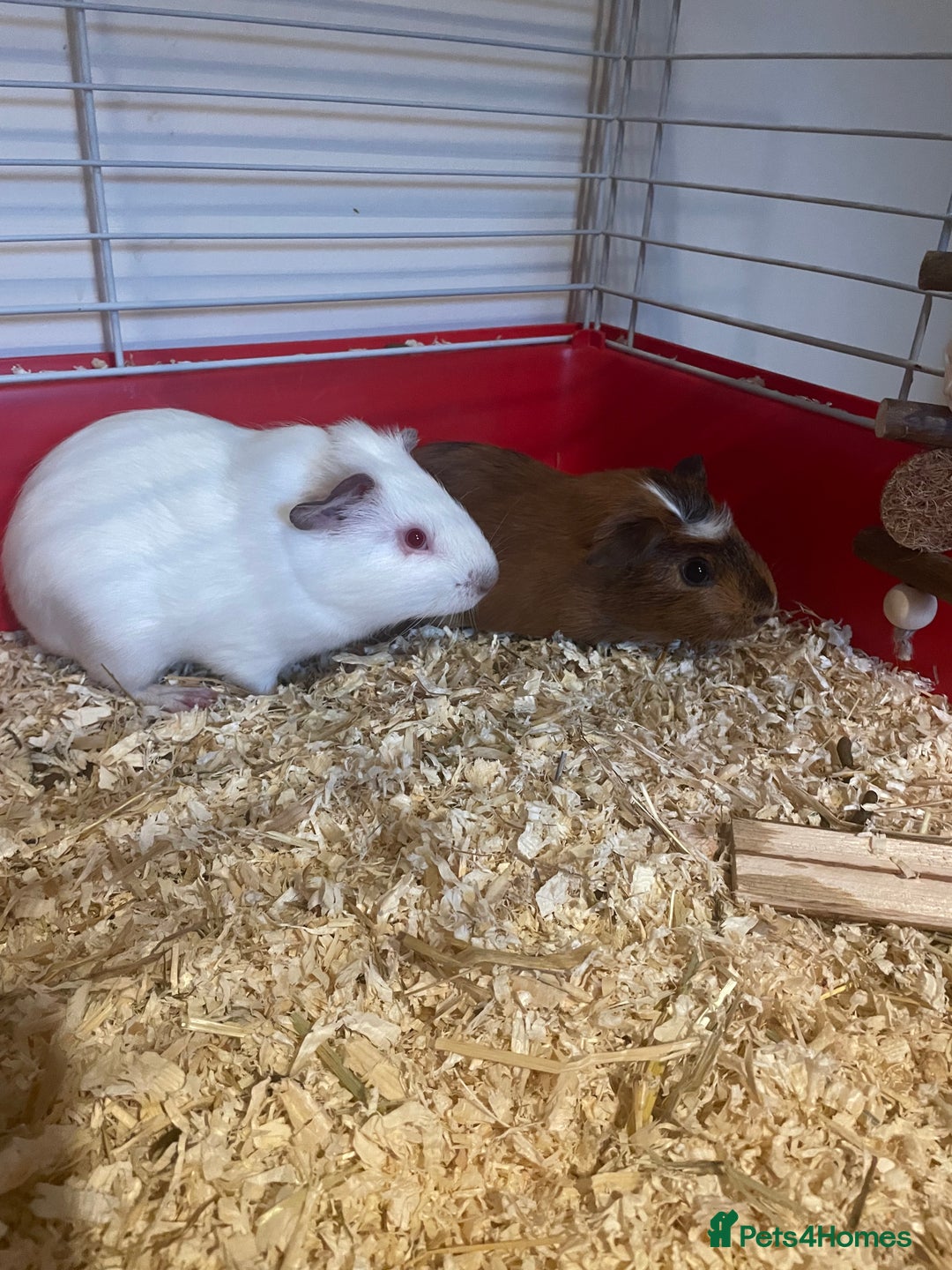 Guinea Pig rodents for sale: Two male guinea pigs - Image 6