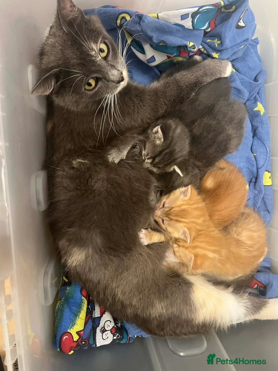 European cats for sale: Cute kittens in Aldershot - Advert 1