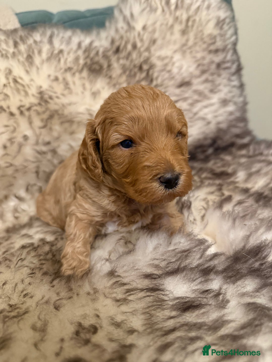 Australian Labradoodle dogs for sale: Multi generation Australian Labradoodles - Image 7