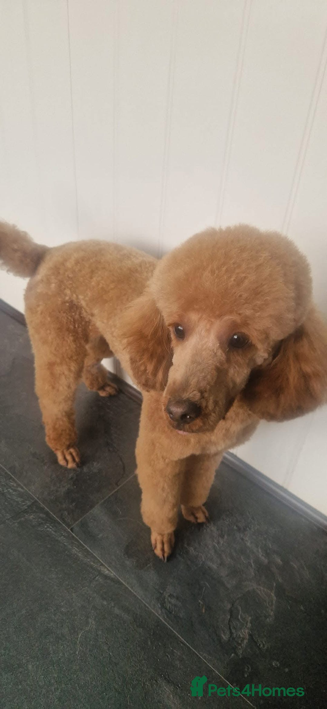 Mixed Breed dogs for sale: Westiepoo puppies - Advert 11