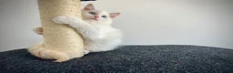 Ragdoll cats for sale: Last three ragdoll kittens! Don’t miss out! - Advert 23