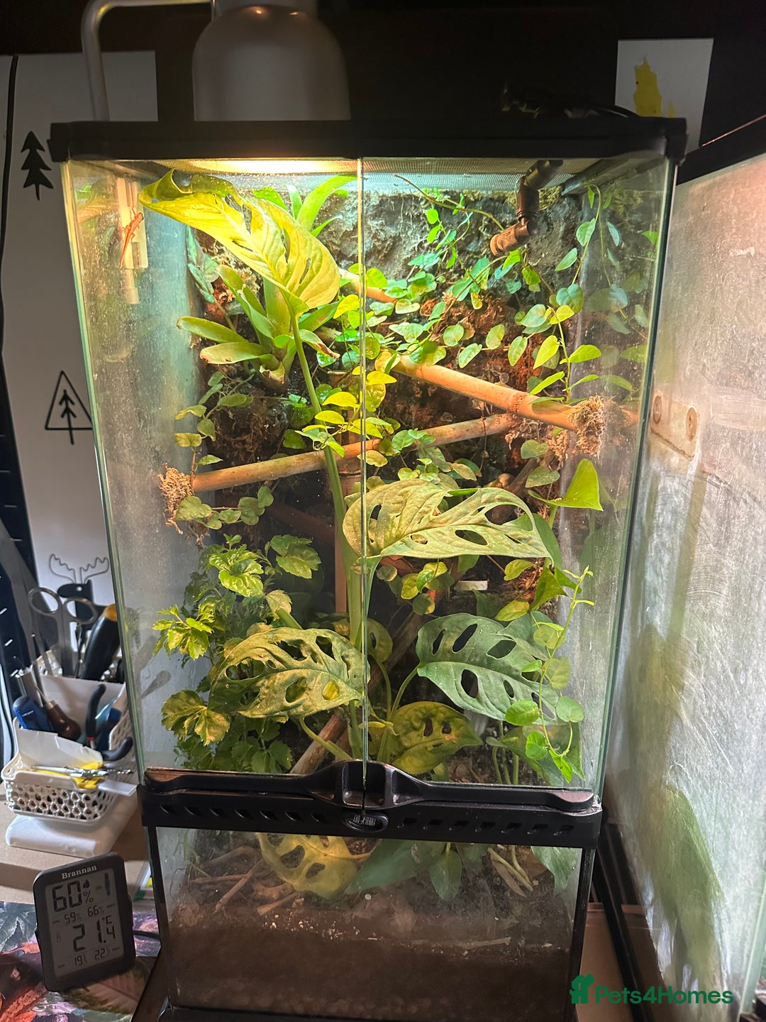 Gecko reptiles for sale: Cameroon Dwarf Geckos & Enclosure  - Advert 2