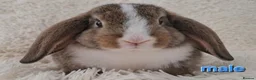 Mini Lop rabbits for sale: Adorable Mini Lop Baby Rabbits For Sale - Advert 4