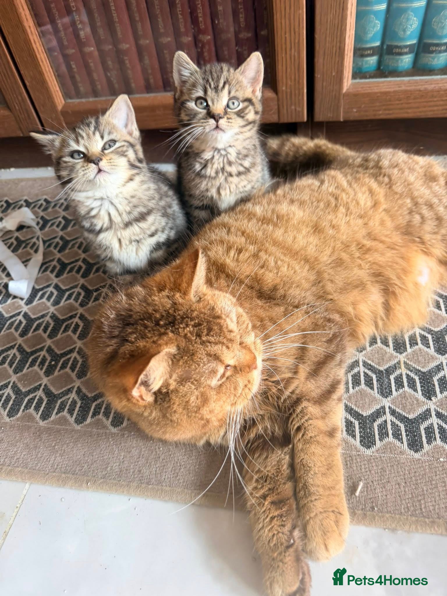 British Shorthair cats Stunning British Shorthair Kittens Ready Now! - Advert 2