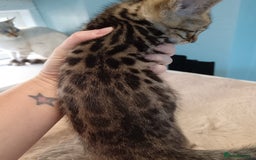 Bengal cats for sale: Tica RG F5 pure bengals - Image 2