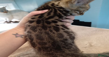 Bengal cats - Advert 8