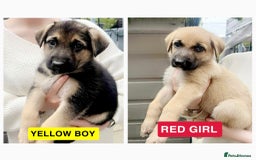German Shepherd dogs for sale: ADORABLE GERMAN SHEPHERD PUPPIES! 😍 - Image 1