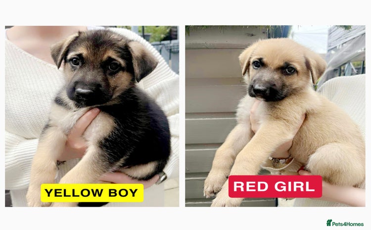 German Shepherd dogs for sale - Advert 1