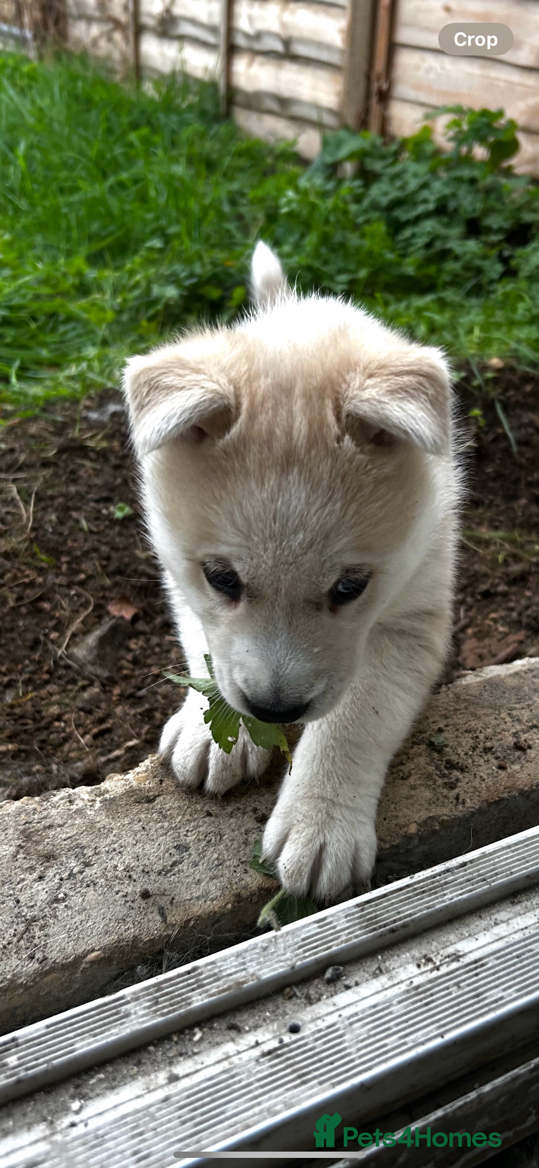 Siberian Husky dogs for sale: Husky pup  - Advert 6