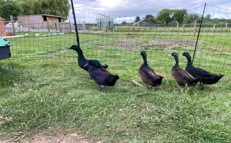 Ducks poultry - Advert 3