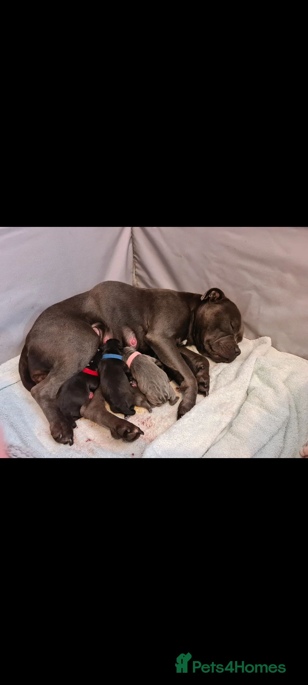 Staffordshire Bull Terrier dogs for sale: Stunning Staffordshire Bull Terrier Puppies - Advert 6