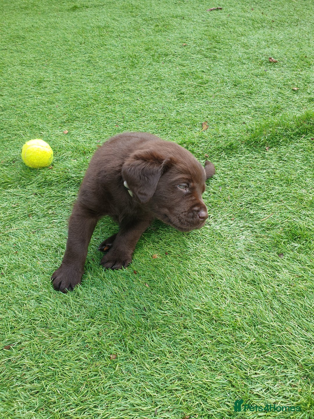 Labrador Retriever dogs for sale: Chocolate Labradors by FLASHMOUNT TENOR of TAGABEA - Image 8