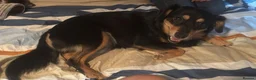 Mixed Breed dogs for sale: 🐾 INDY LOOKING FOR HER FOREVER HOME - Advert 4