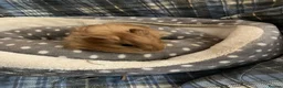 Guinea Pig rodents for sale: Lots of lovely baby girls and boys - Advert 13