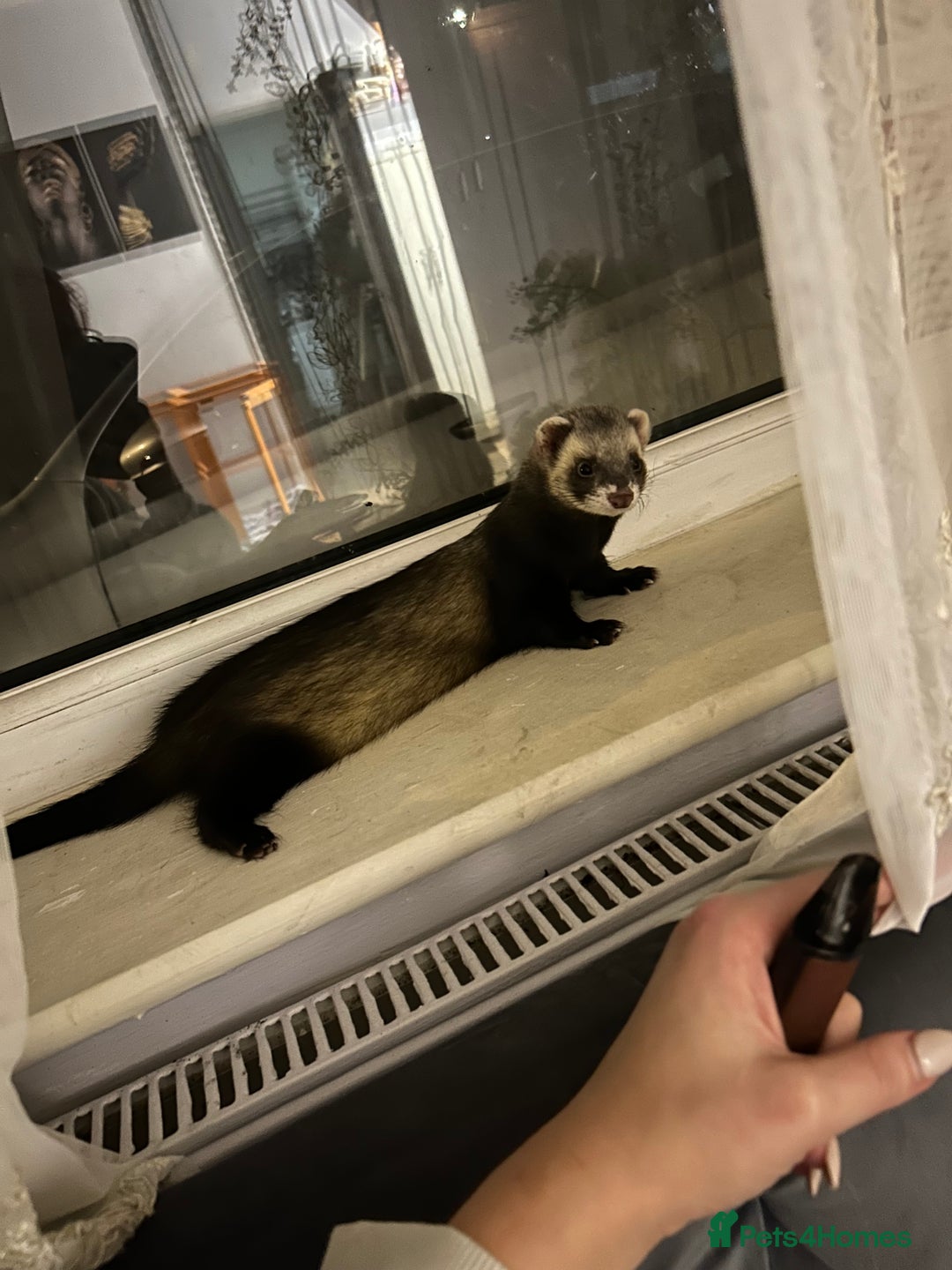 Ferret rodents for sale: 2 male ferrets  - Advert 2