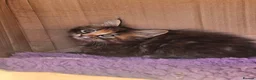Maine Coon cats for sale: Beautiful Maine Coon kittens  in Warminster - Advert 11