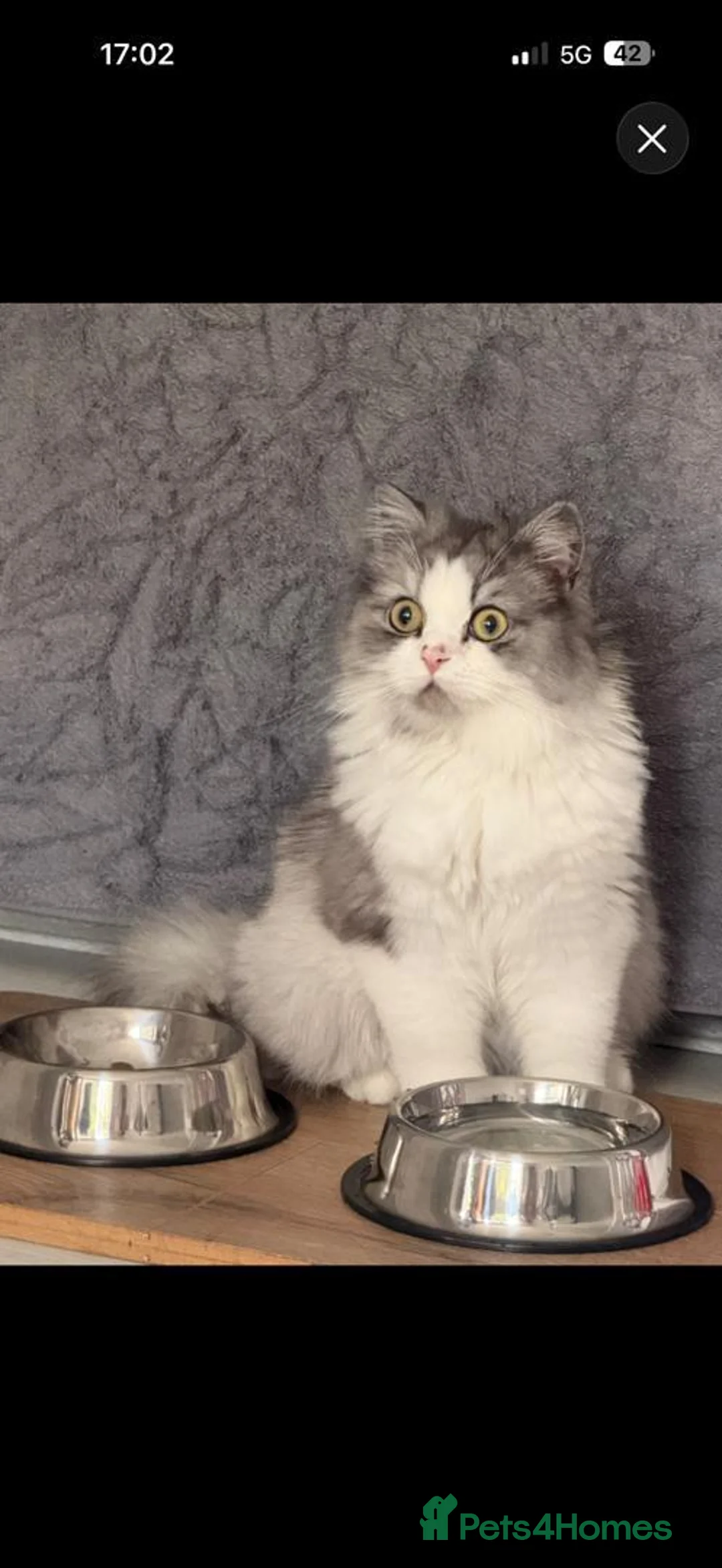 Persian cats for sale: Purebred Doll-Face Persian Kittens & Mother in Manchester - Advert 7