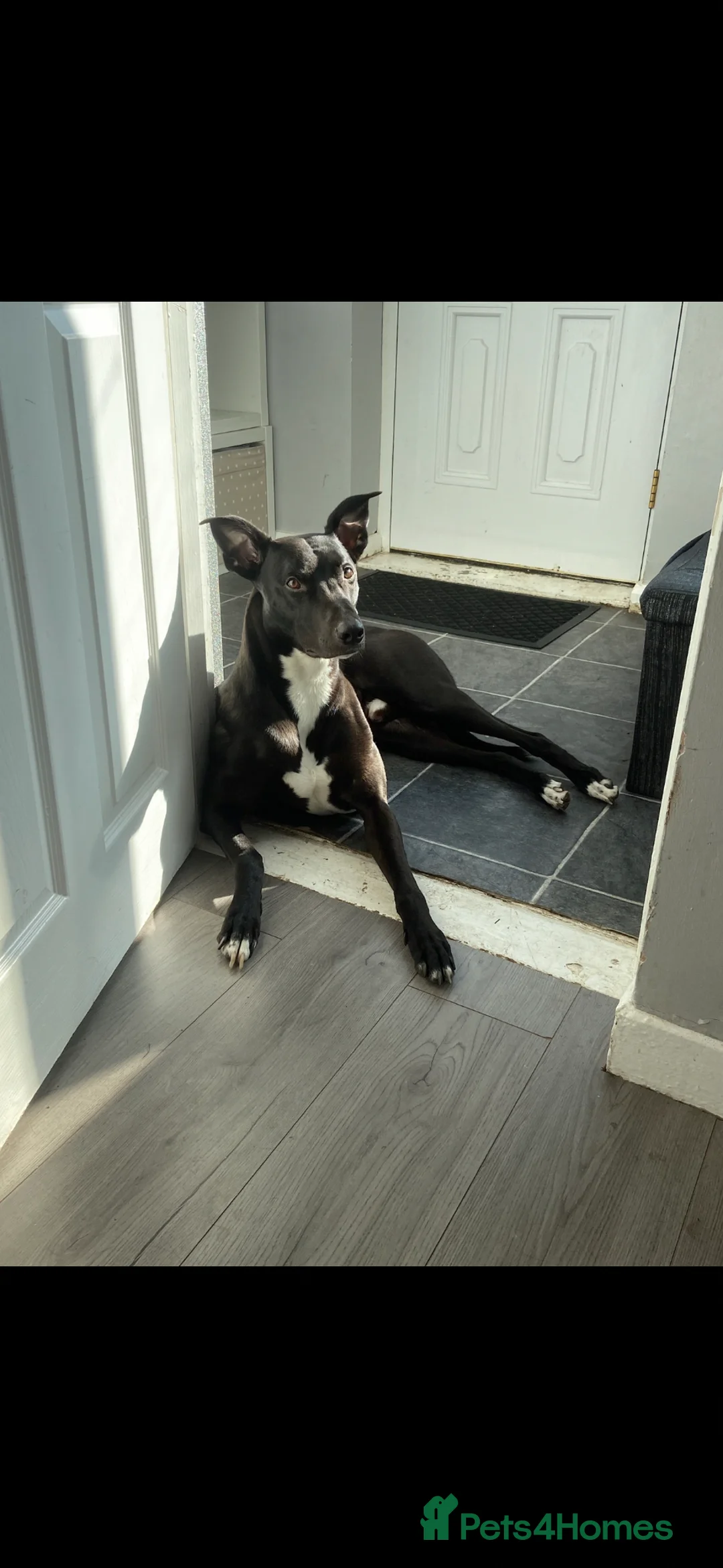 Mixed Breed dogs for sale: Greyhound mix breed  in Sunderland - Advert 3