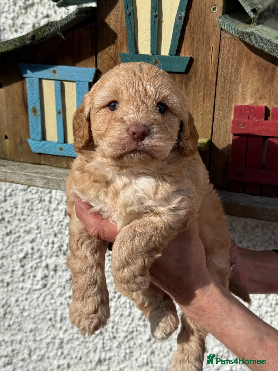 Cockapoo dogs for sale: Stunning F1 Cockapoos - Advert 1