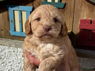 Cockapoo dogs Stunning F1 Cockapoos - Advert 15