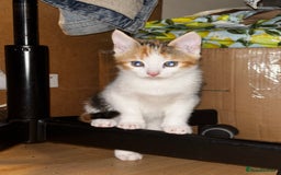 Mixed Breed cats for sale: Shy calico girl needs a loving home  - Advert 3