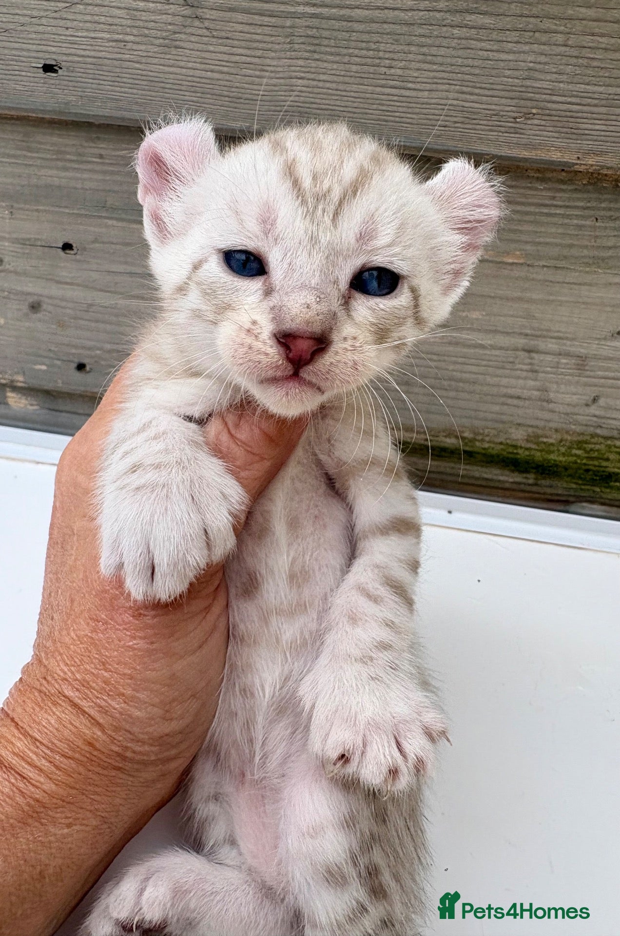 Keetso cats Polydactyl curled eared snow leopard boy  - Advert 1