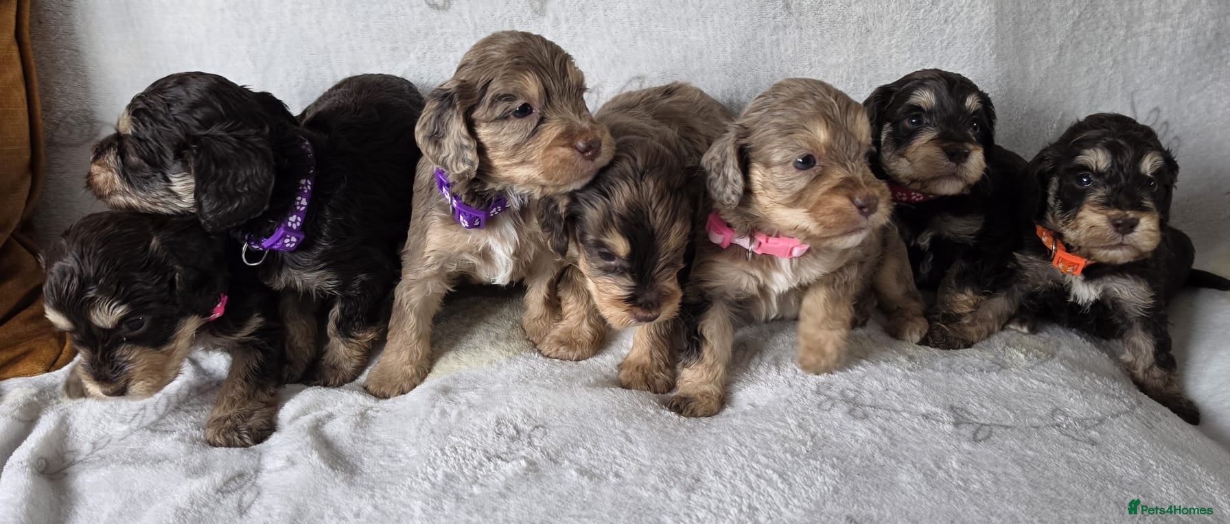 Cockapoo dogs Miniature cockapoos chocolate tan and merles - Advert 1