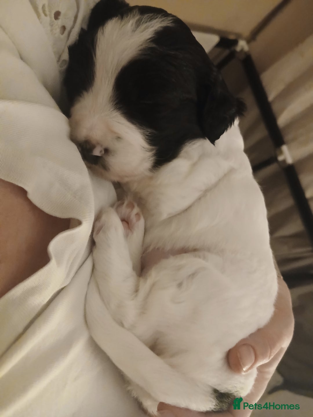 Mixed Breed dogs for sale: Springer spaniel x bearded collie female pups x2 - Image 12