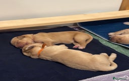 Golden Retriever dogs for sale: Beautiful Golden Retriever boys  - Image 8