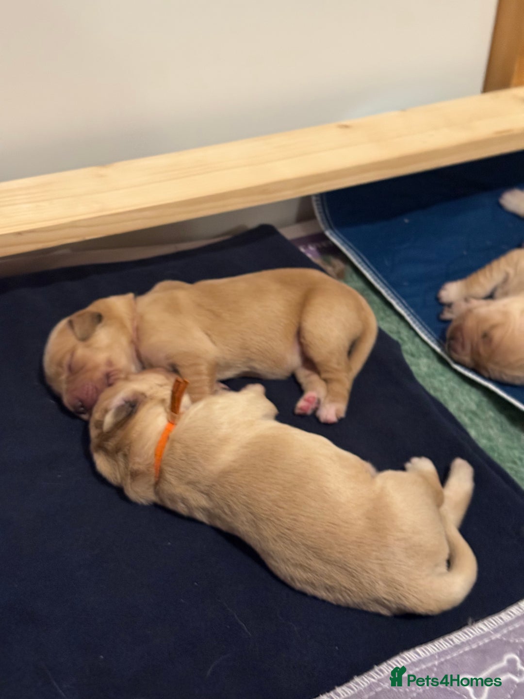 Golden Retriever dogs for sale: Beautiful Golden Retriever boys  - Image 8