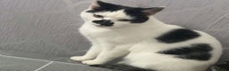 Domestic Shorthair cats for sale: Two female cats  - Advert 3