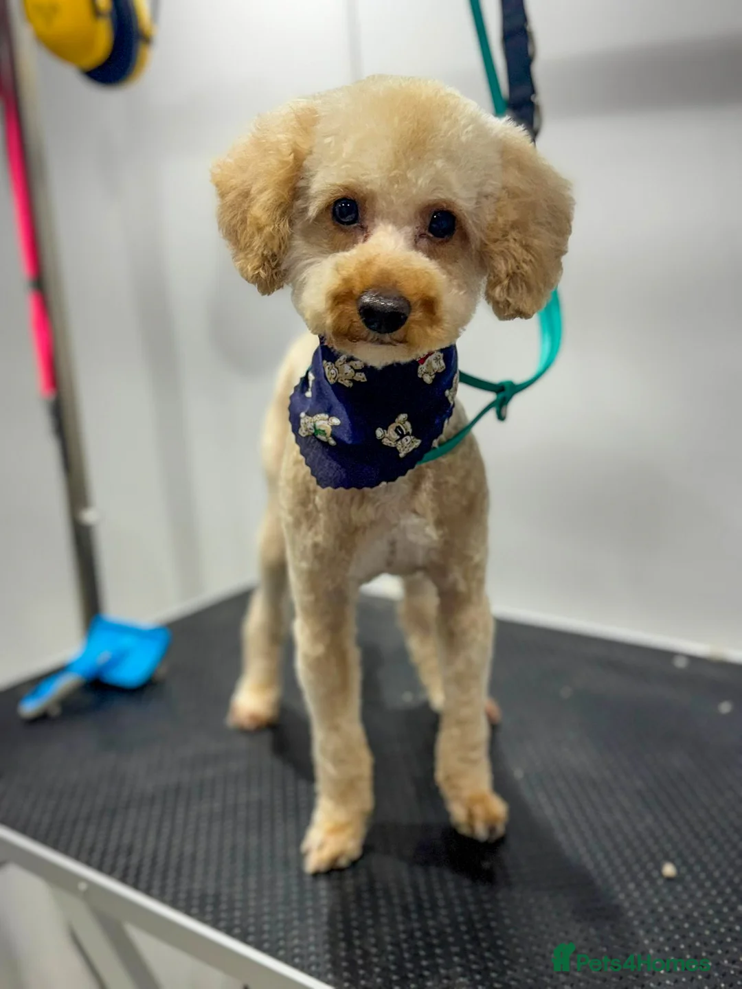 Mixed Breed dogs for adoption: Pluto the Cockerpoo - Advert 4