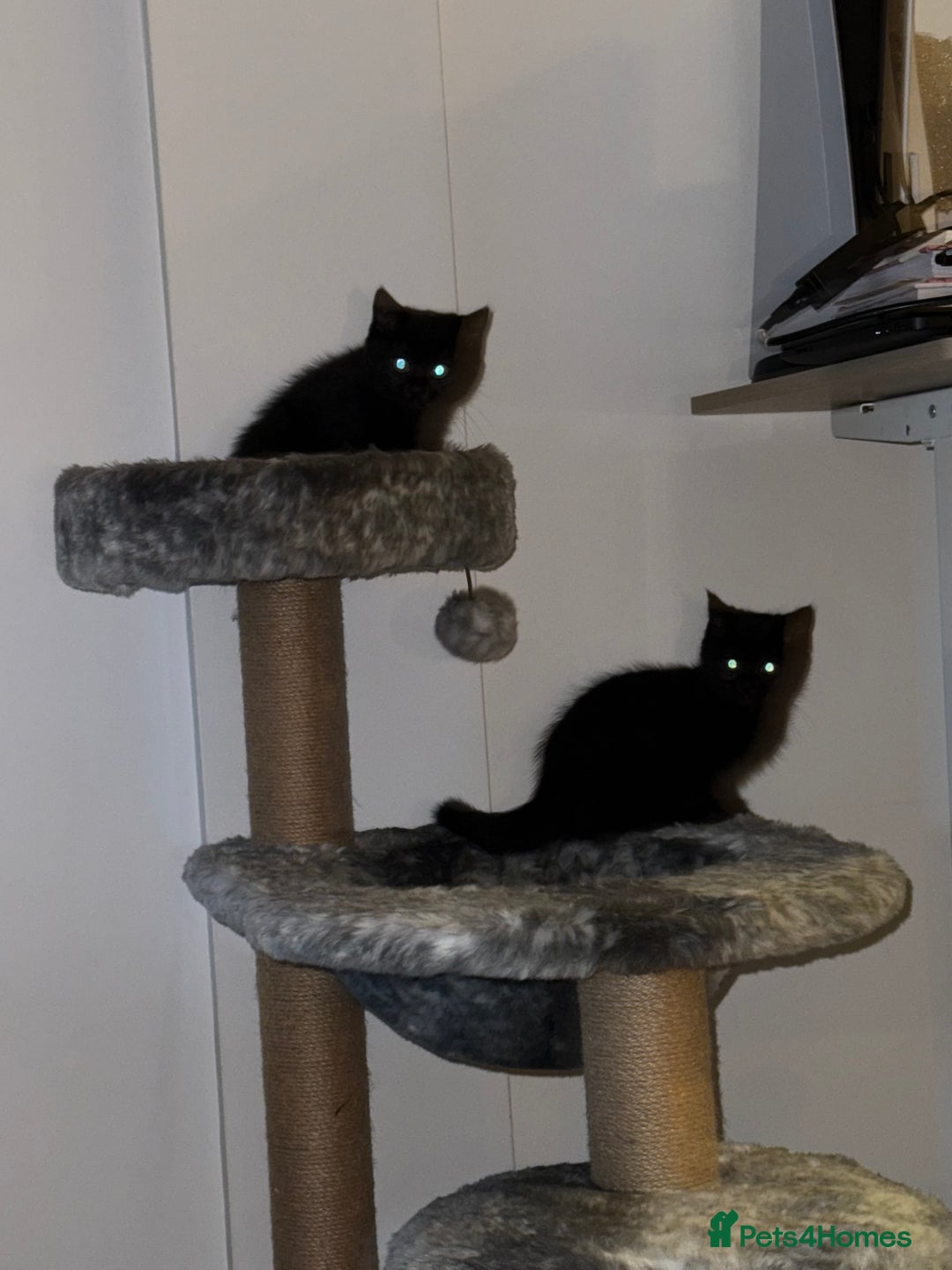 British Shorthair cats for sale: Fluffy Chocolate British Shorthair Kittens 🐾 - Image 36