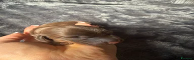 Miniature Dachshund 1