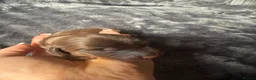 Miniature Dachshund dogs for sale: KC Registered Miniature Dachshund puppies  - Advert 8