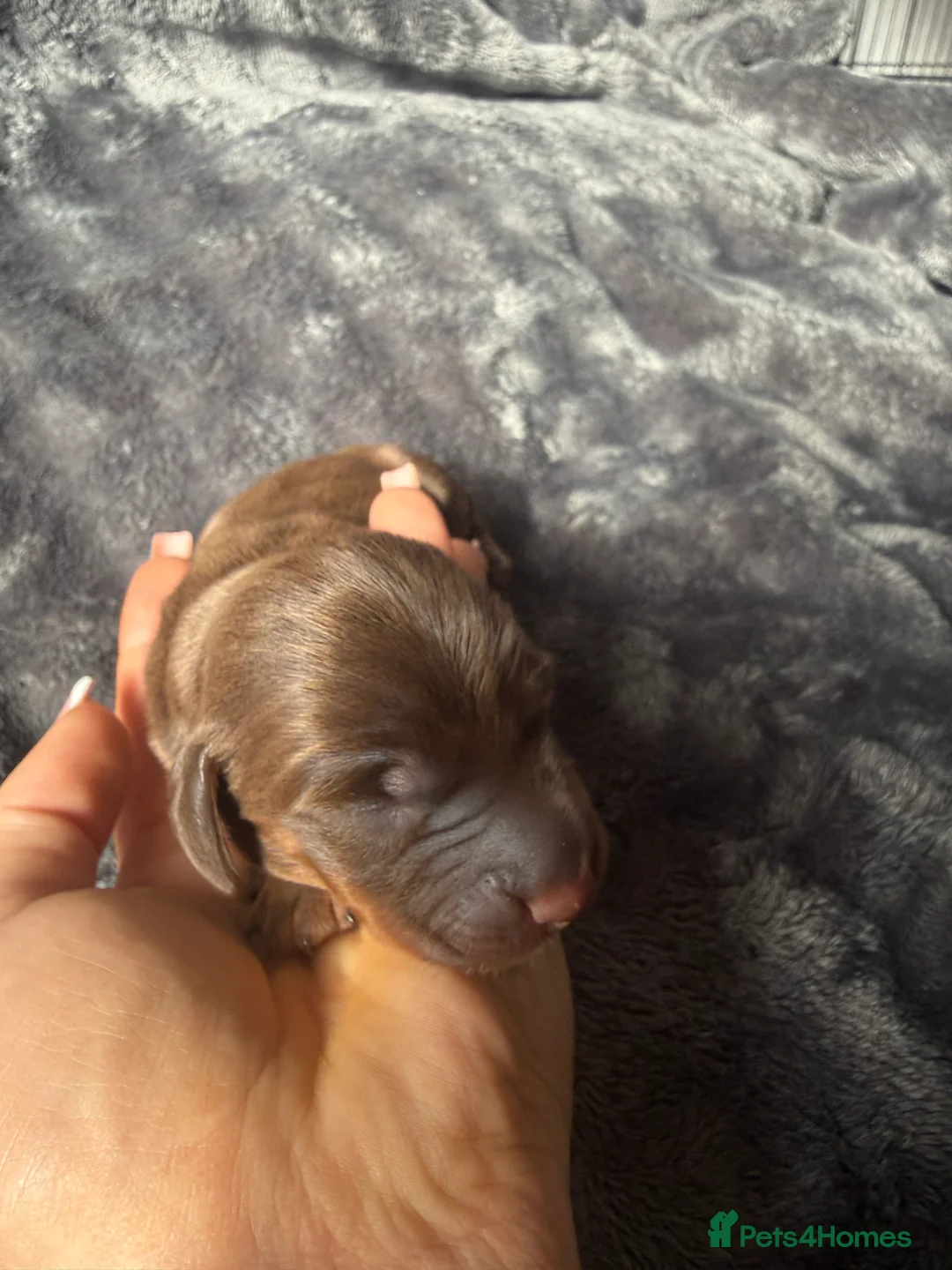 Miniature Dachshund dogs for sale: KC Registered Miniature Dachshund puppies  - Advert 8