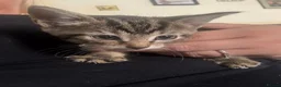 Mixed Breed cats for sale: FEMALE TABBY KITTEN in Manchester - Advert 2