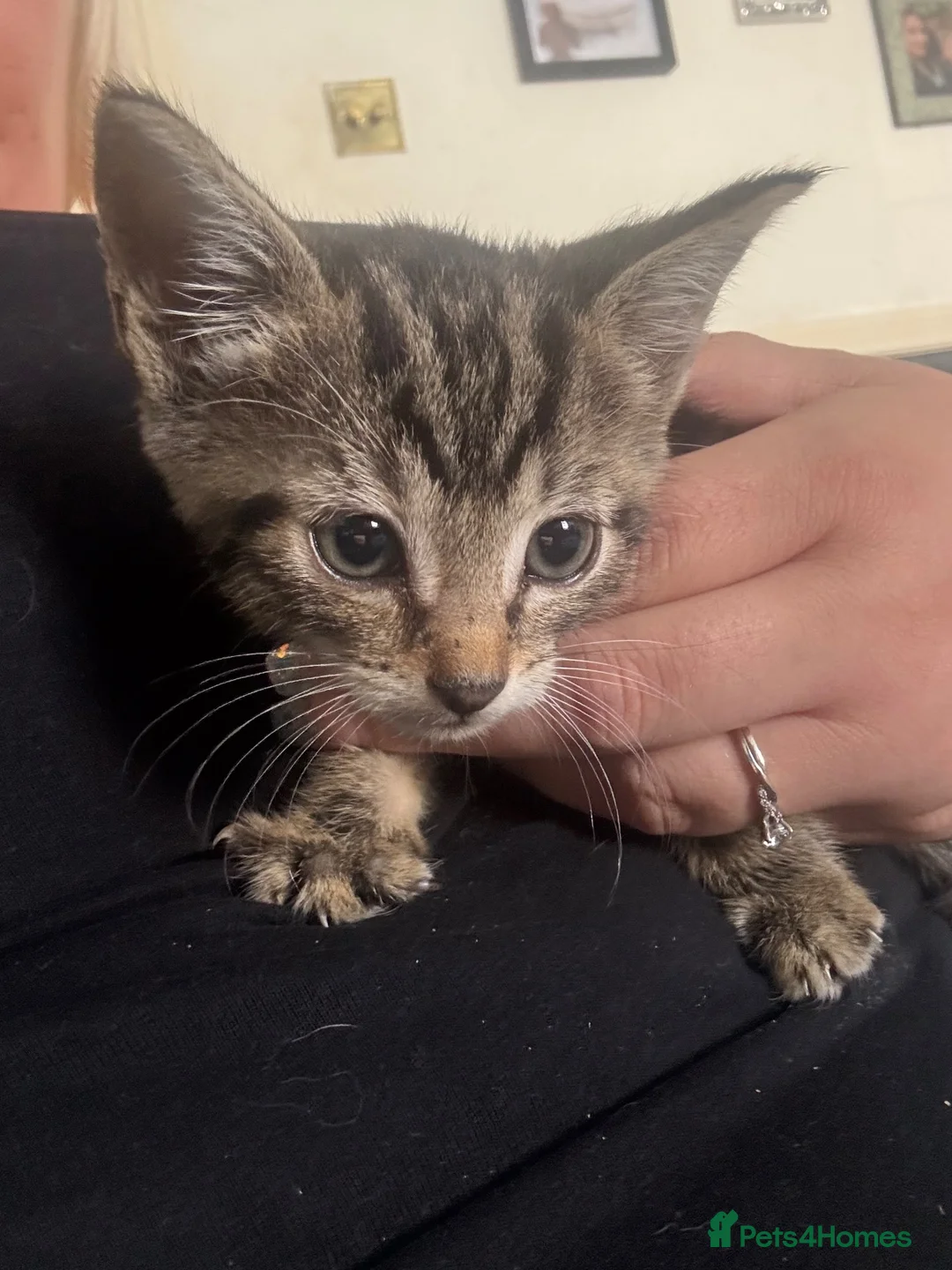 Mixed Breed cats for sale: FEMALE TABBY KITTEN in Manchester - Advert 2