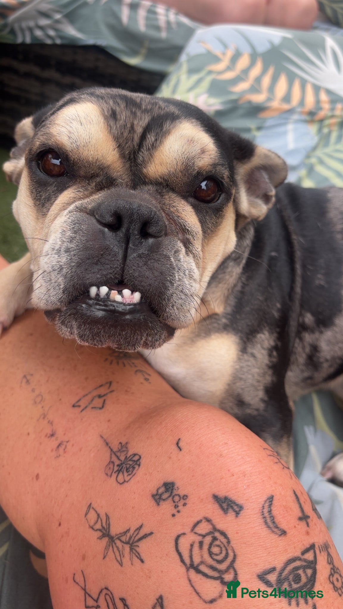 Mixed Breed dogs for sale: French bulldog cross  - Advert 3