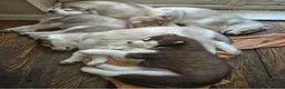 Siberian Husky dogs for stud: White Siberian Husky - Advert 29