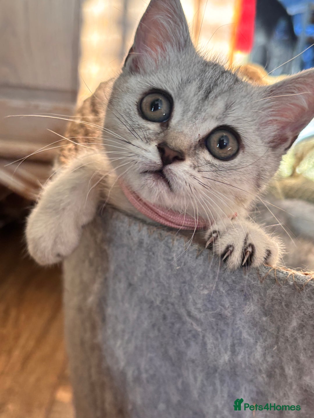 British Shorthair cats for sale: ✨LAST KITTEN LEFT✨OPEN TO OFFERS FOR RIGHT HOME✨ - Image 13