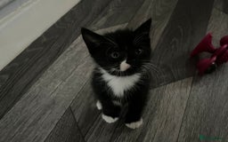 Mixed Breed cats for sale: Kitten for sale  - Image 4