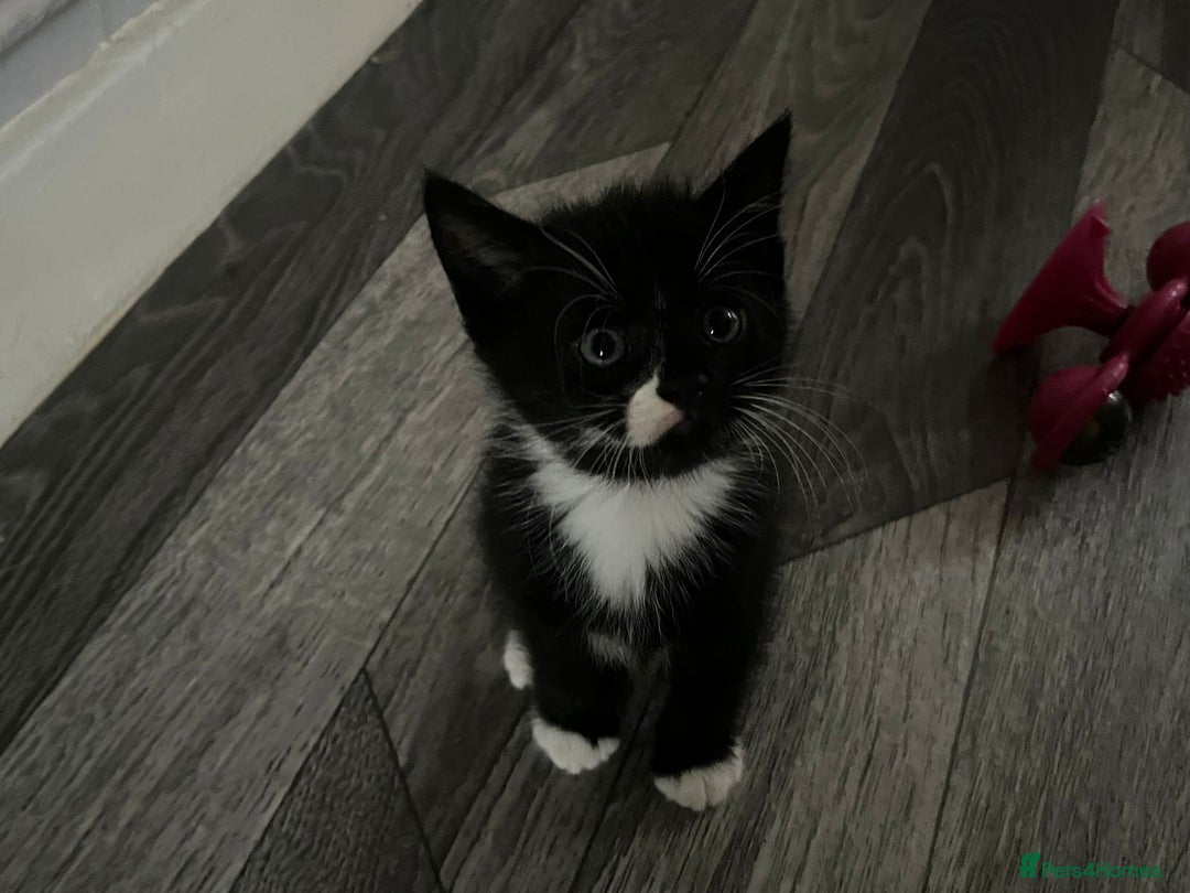 Mixed Breed cats for sale: Kitten for sale  - Image 4