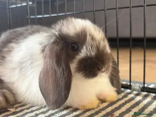 Mini Lop rabbits beautiful friendly mini lops - Advert 1