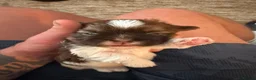 Shih Tzu dogs for sale: Stunning Shih Tzu puppies - Advert 8