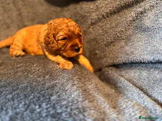 Cavapoo dogs Cavapoo puppies - Advert 12