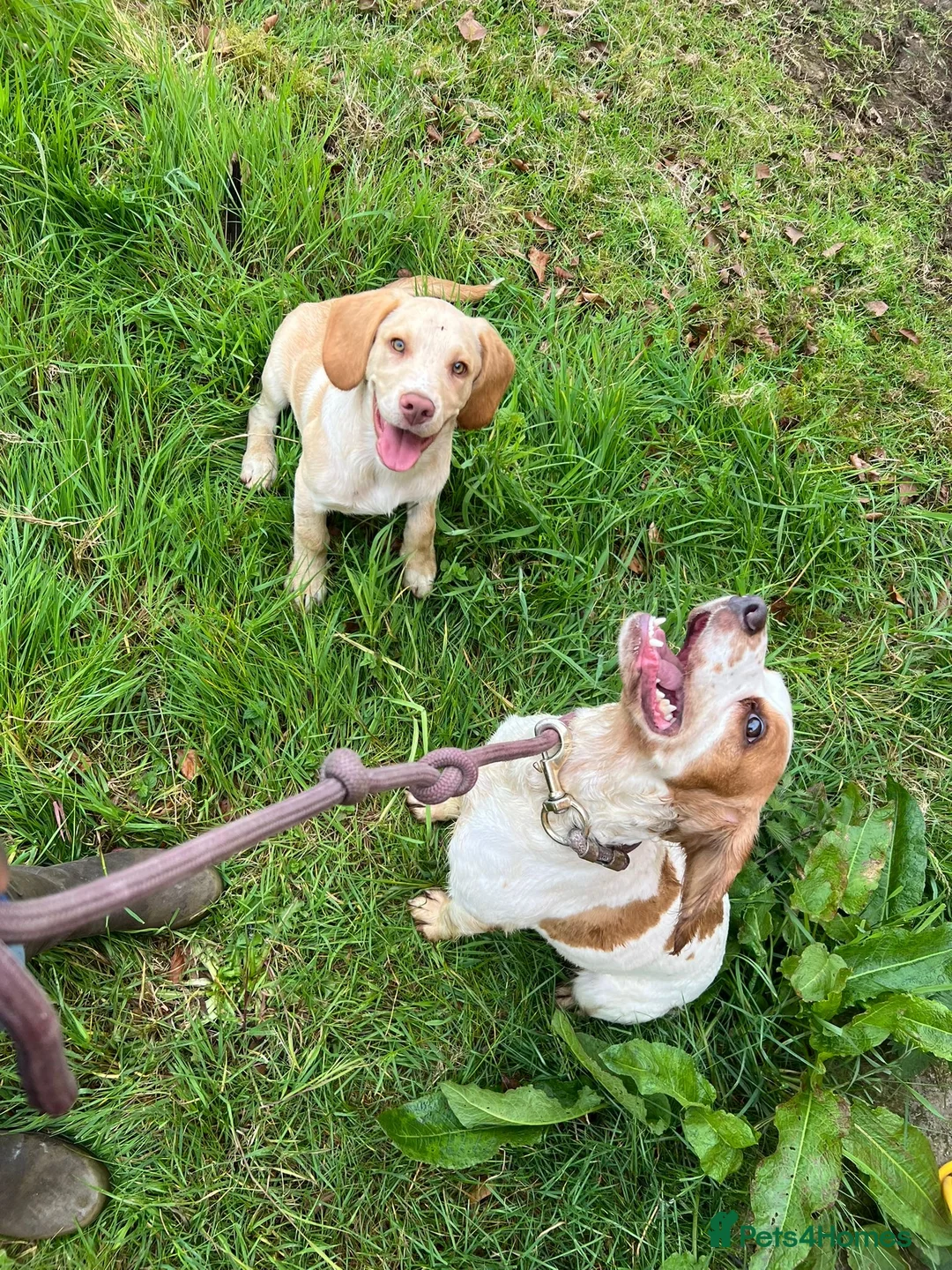 Cockerdor dogs for sale: Selling my blond 1yr old spanador  in Newton Aycliffe - Advert 9