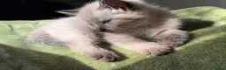 Ragdoll cats for sale: Beautiful female ragdoll cross kitten - Advert 3
